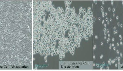Adherent coating solution